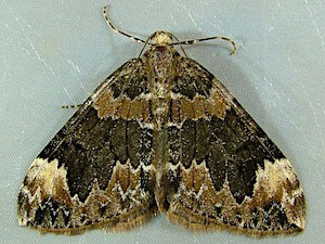 Dysstroma citrata