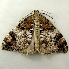 Dysstroma sobria