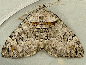 Dysstroma hersiliata