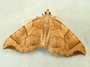 Eulithis propulsata