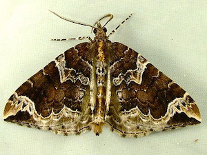 Eulithis xylina