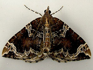 Eulithis xylina