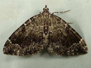 Antepirrhoe semiatrata