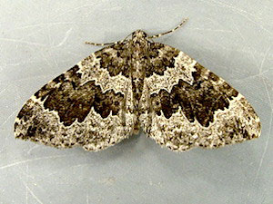 Antepirrhoe semiatrata