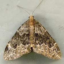 Ecliptopera silaceata