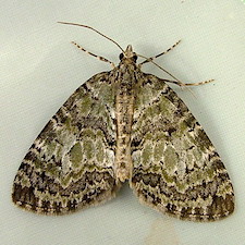 Hydriomena renunciata