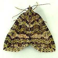 Hydriomena furcata