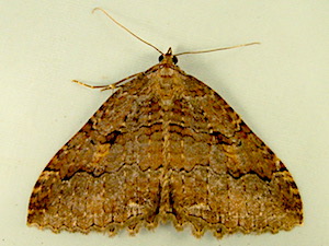 Triphosa haesitata