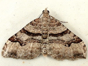 Xanthorhoe packardata