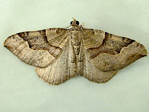 Xanthorhoe alticolata