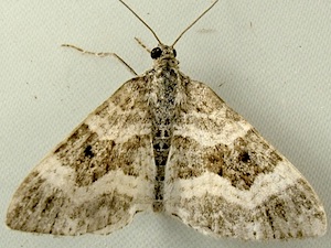 Epirrhoe alternata