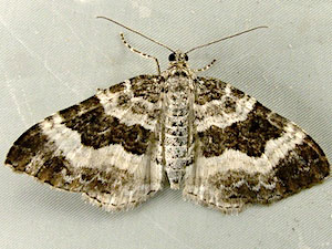 Epirrhoe alternata