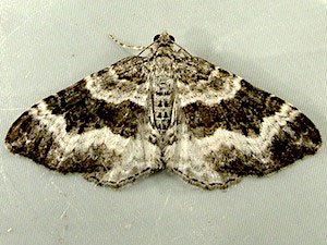 Epirrhoe alternata