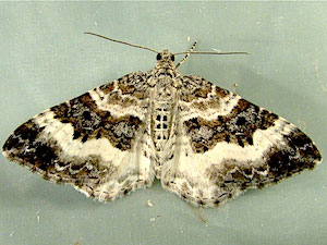 Epirrhoe alternata