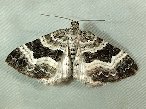 Epirrhoe alternata