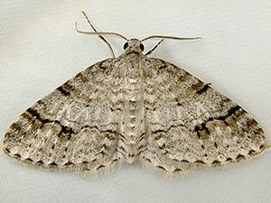 Venusia cambrica