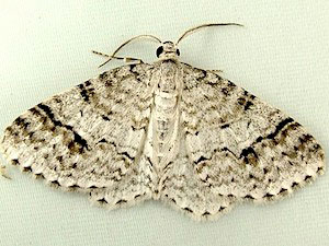 Venusia cambrica