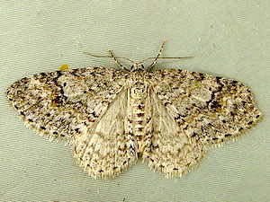 Nomenia obsoleta