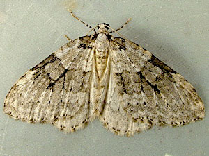 Epirrita undulata