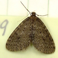 Operophtera brumata