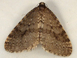 Operophtera brumata