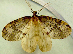 Operophtera bruceata