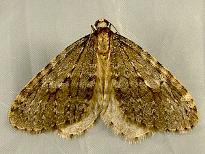 Operophtera bruceata