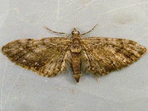 Eupithecia columbiata