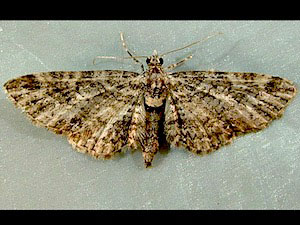 Eupithecia maestosa