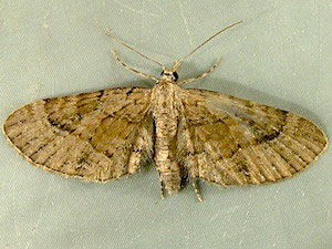 Eupithecia unicolor