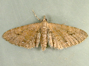 Eupithecia unicolor