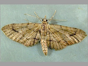 Eupithecia unicolor