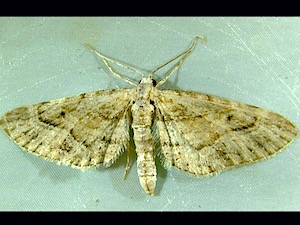 Eupithecia unicolor