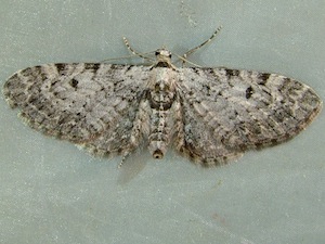 Eupithecia miserulata