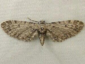 Eupithecia miserulata