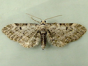 Eupithecia miserulata