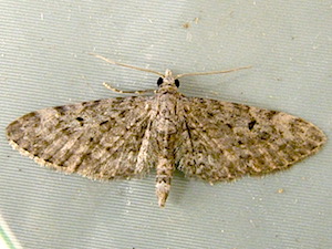 Eupithecia misturata