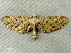 Eupithecia misturata