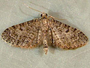 Eupithecia misturata