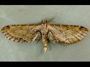 Eupithecia bivittata