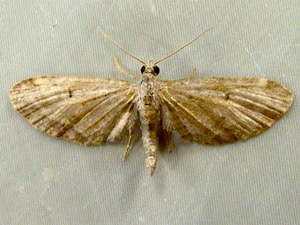 Eupithecia bivittata