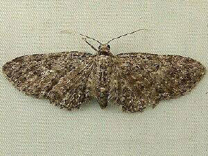 Eupithecia bryanti