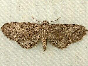 Eupithecia bryanti