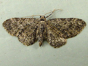 Eupithecia bryanti