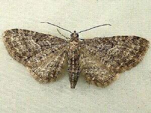 Eupithecia subfuscata