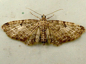 Eupithecia subfuscata