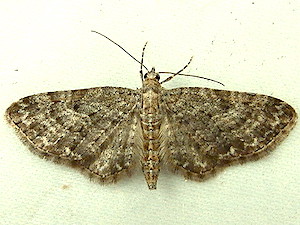 Eupithecia subfuscata