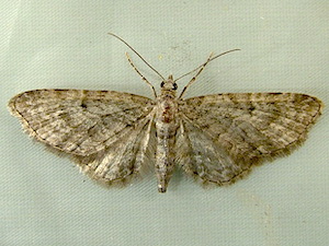 Eupithecia subfuscata