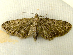 Eupithecia subfuscata