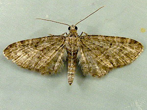 Eupithecia subfuscata